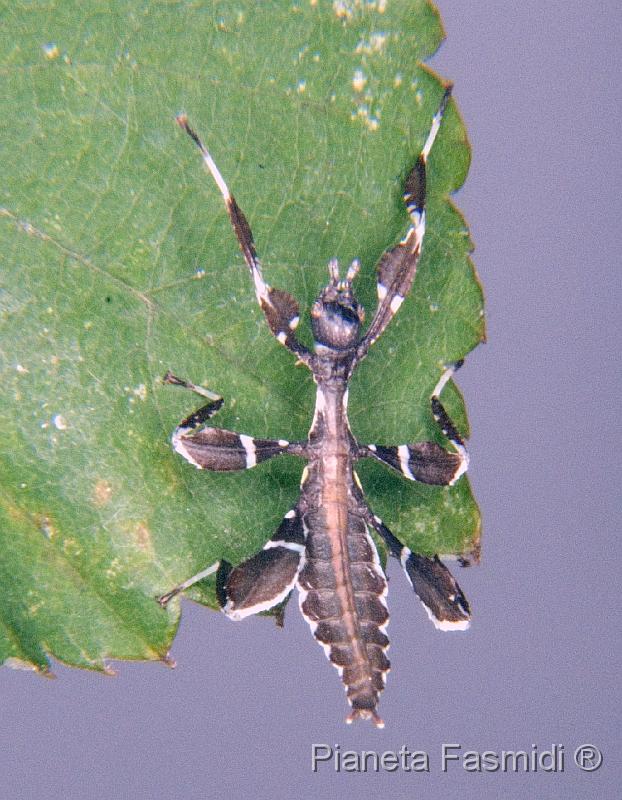 Phyllium siccifolium L1 01.jpg